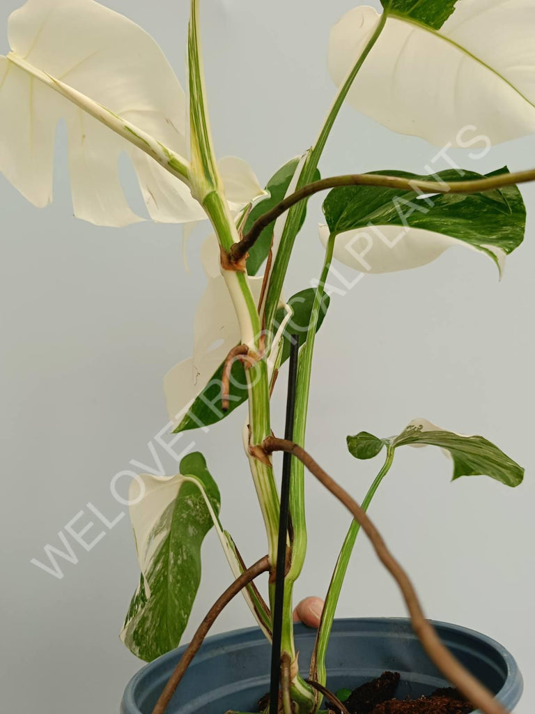 Monstera variegata albo fullmoon