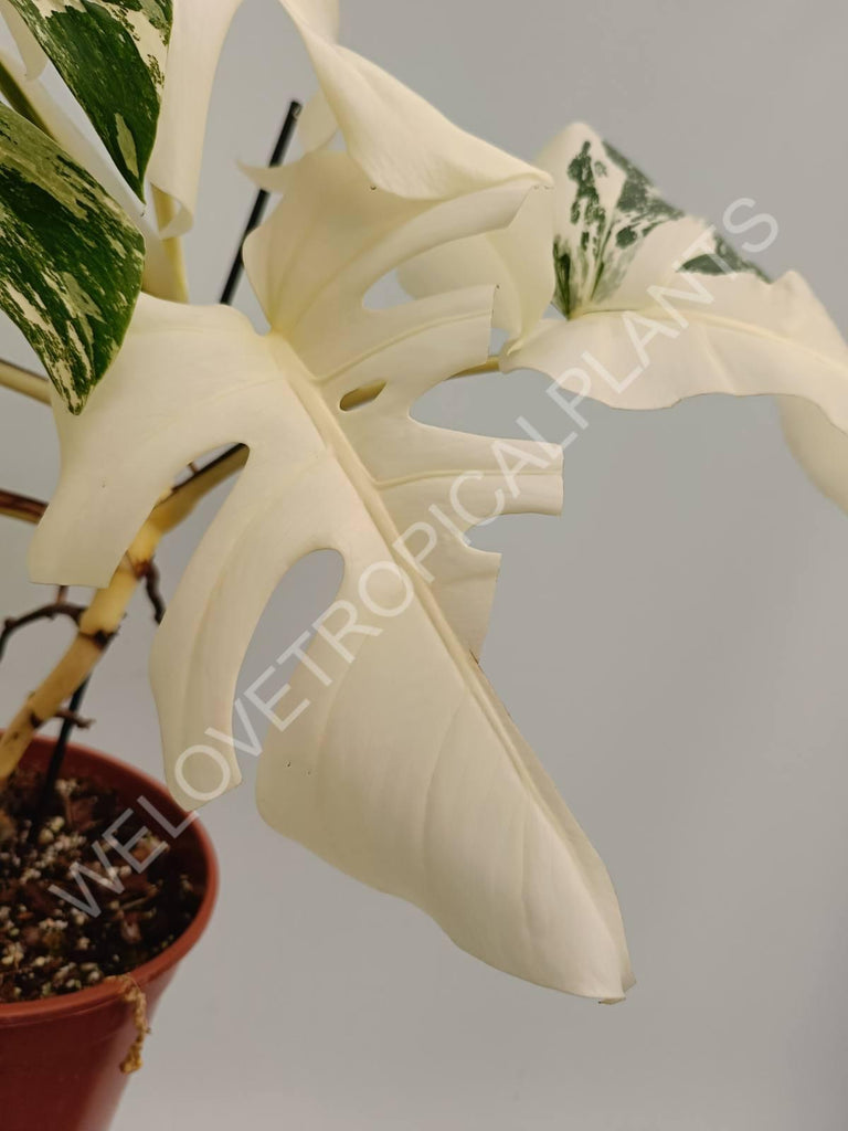 Monstera variegata albo fullmoon