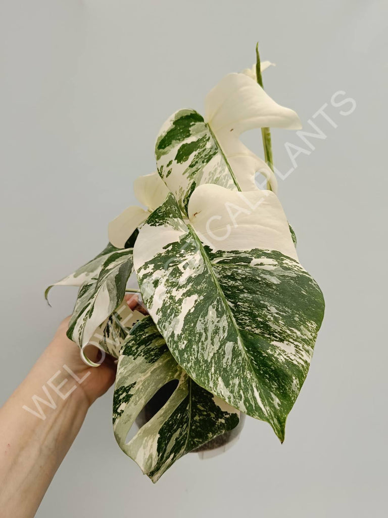 Monstera variegata albo fullmoon