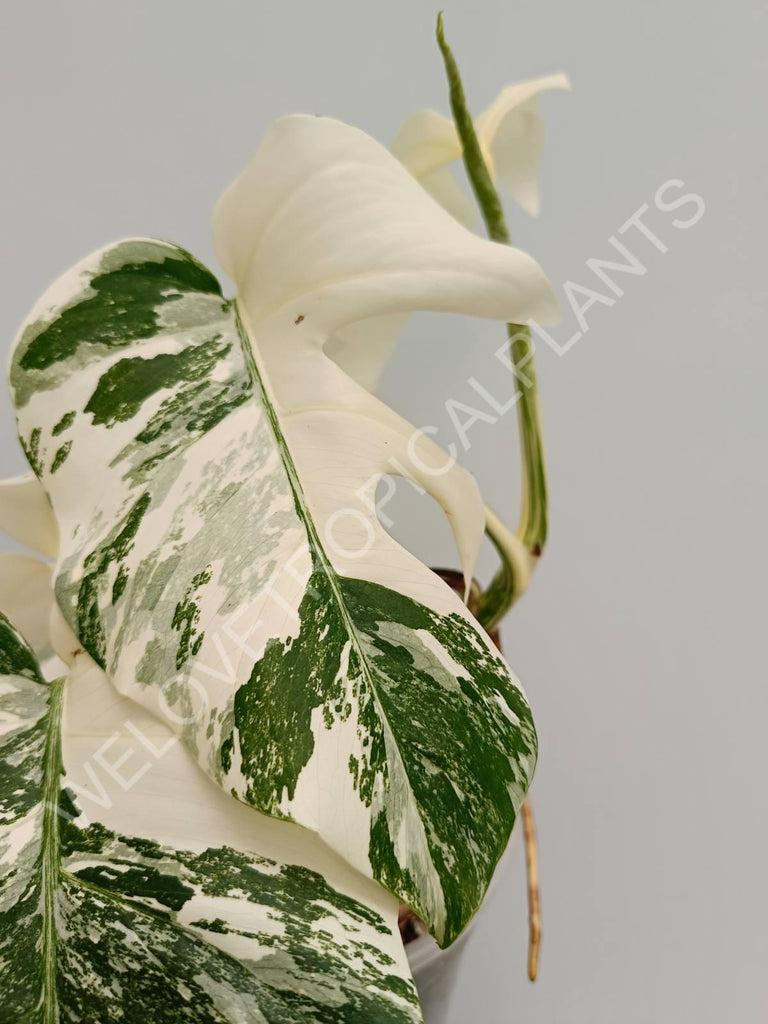 Monstera variegata albo fullmoon