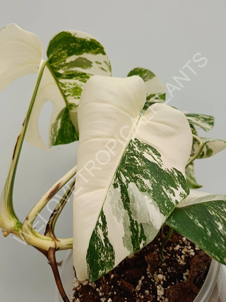 Monstera variegata albo fullmoon