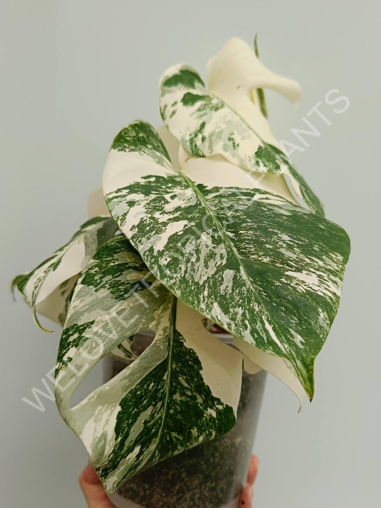 Monstera variegata albo fullmoon