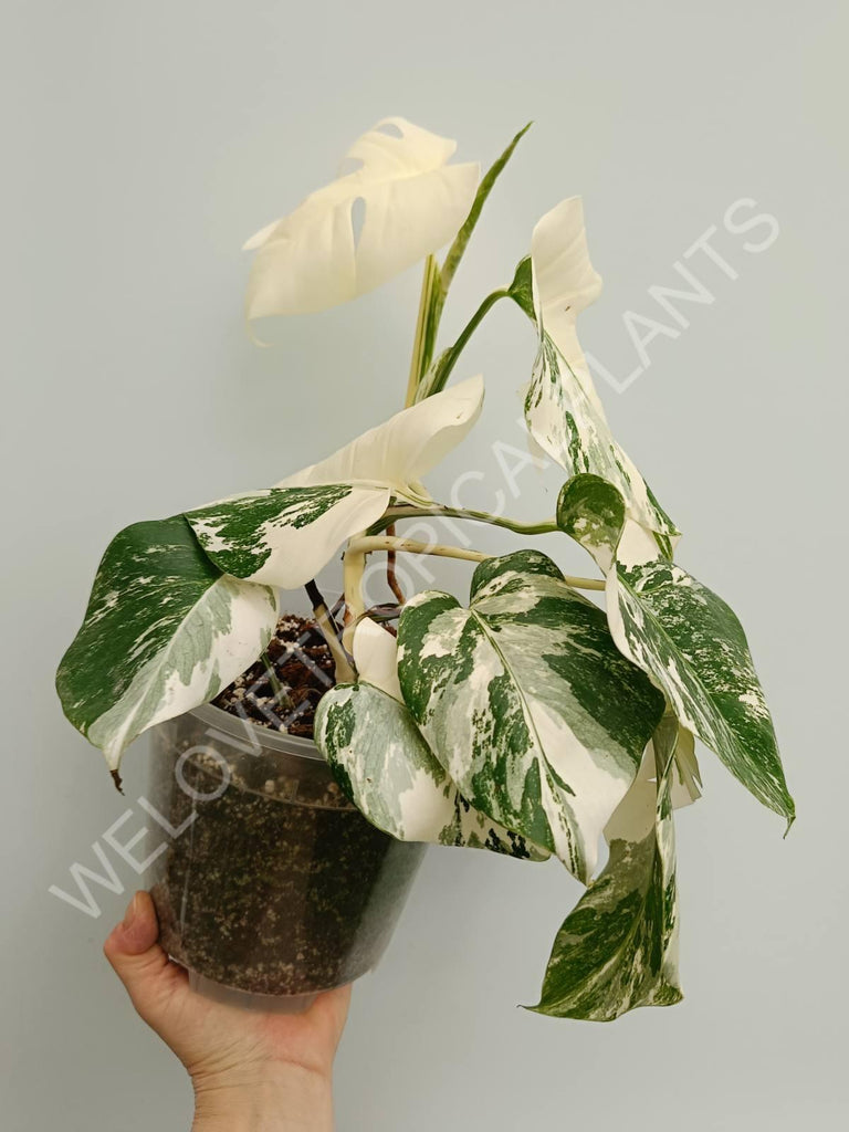 Monstera variegata albo fullmoon