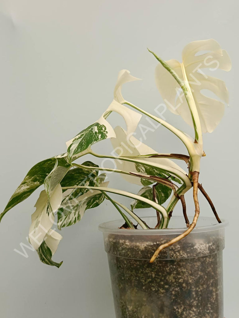 Monstera variegata albo fullmoon