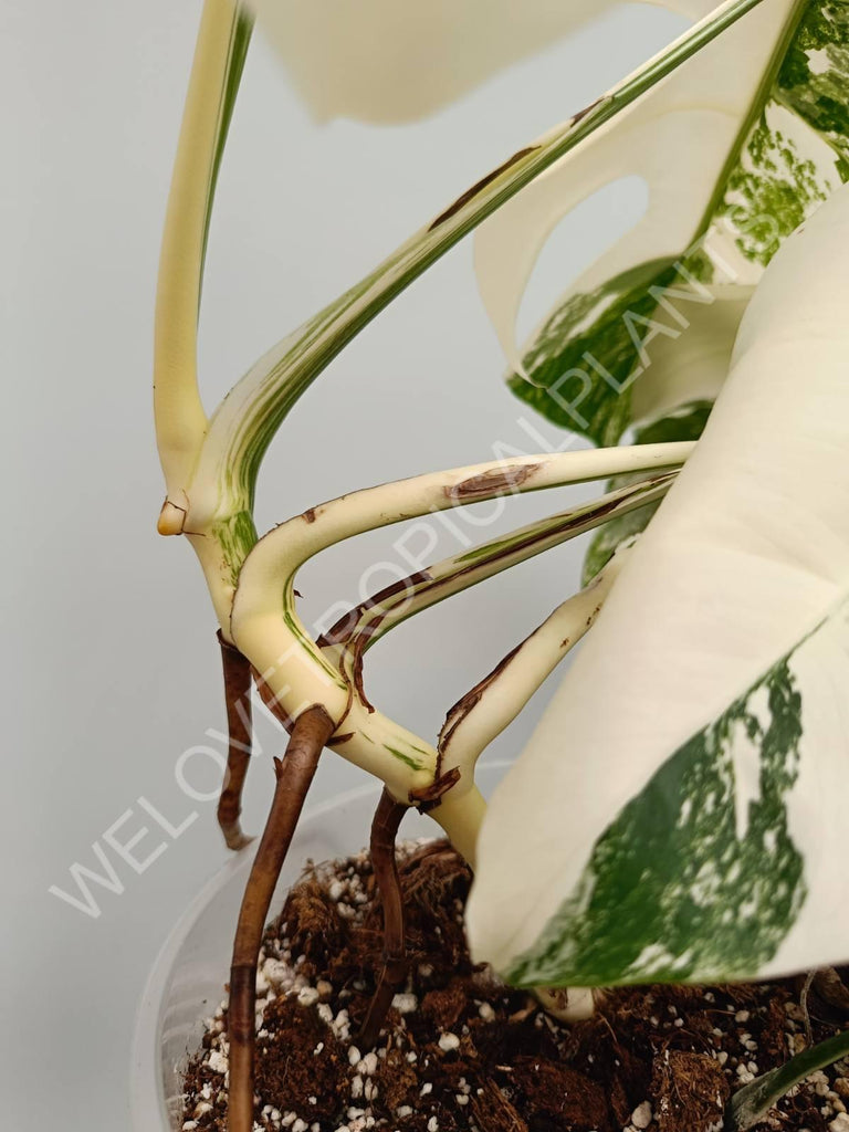 Monstera variegata albo fullmoon