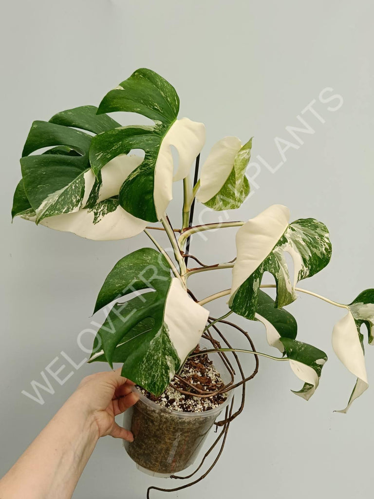 Monstera variegata albo halfmoon