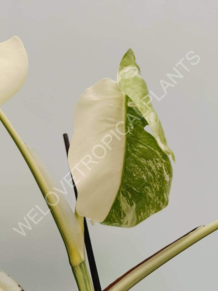 Monstera variegata albo halfmoon