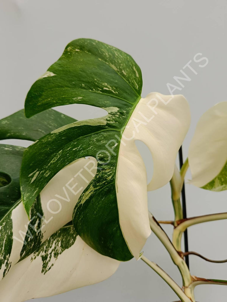 Monstera variegata albo halfmoon