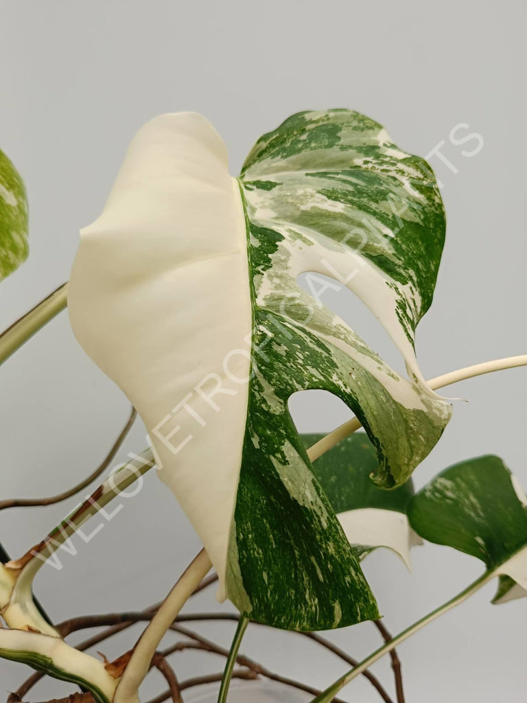 Monstera variegata albo halfmoon