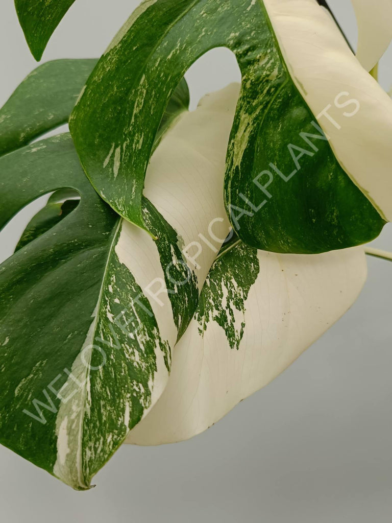 Monstera variegata albo halfmoon