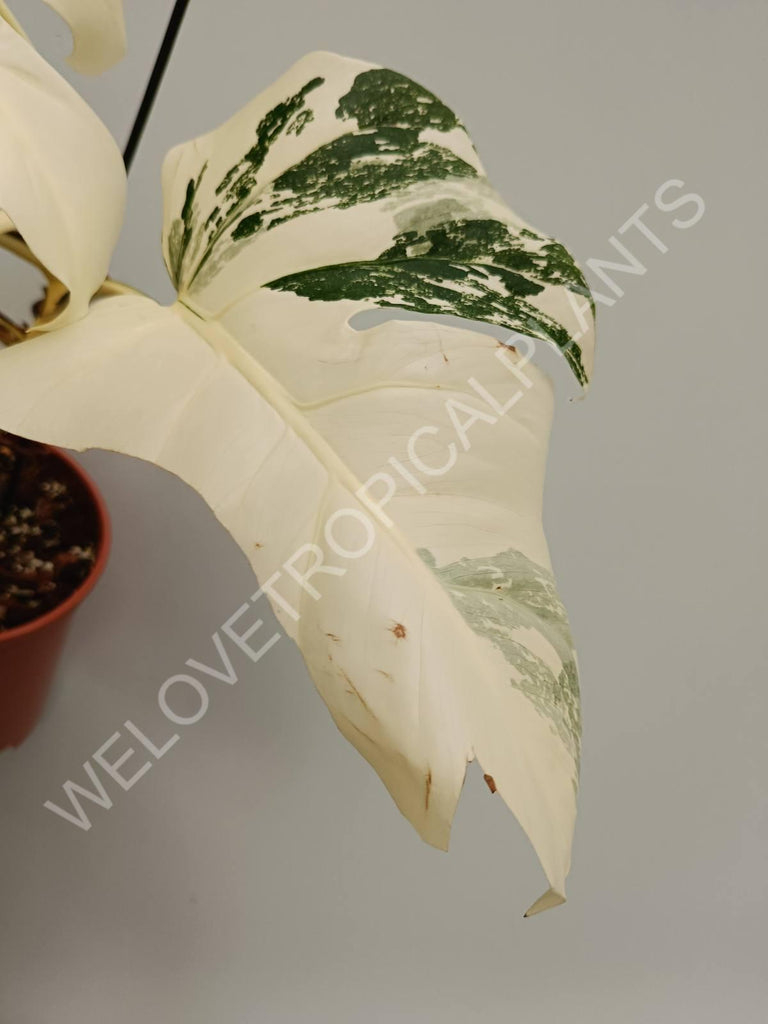 Monstera variegata albo fullmoon