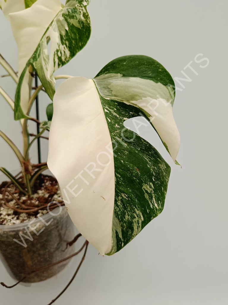 Monstera variegata albo halfmoon