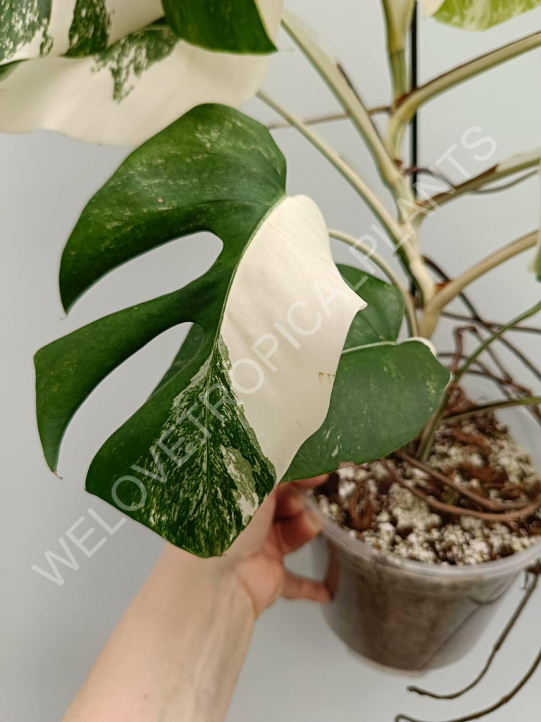 Monstera variegata albo halfmoon