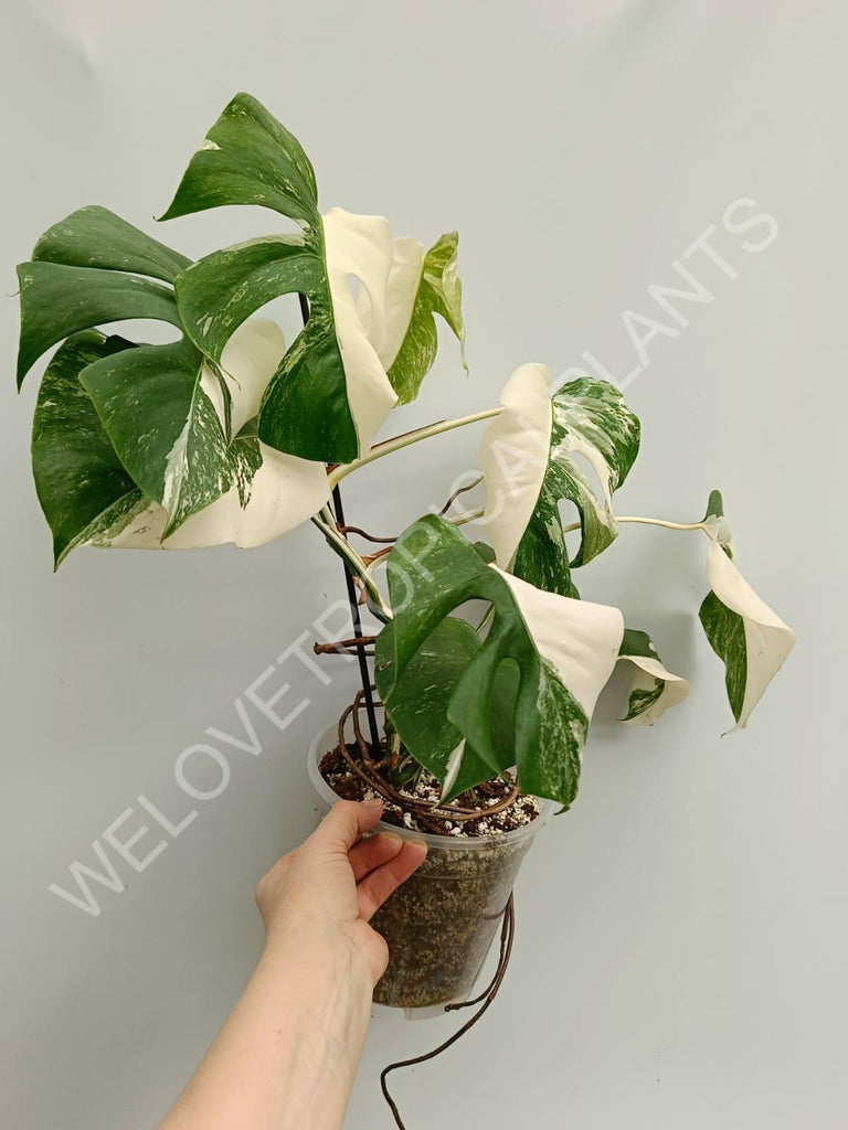 Monstera variegata albo halfmoon