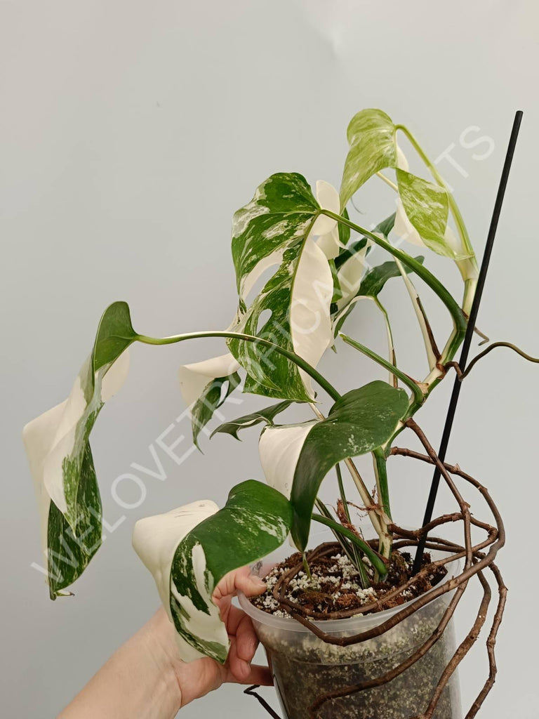 Monstera variegata albo halfmoon