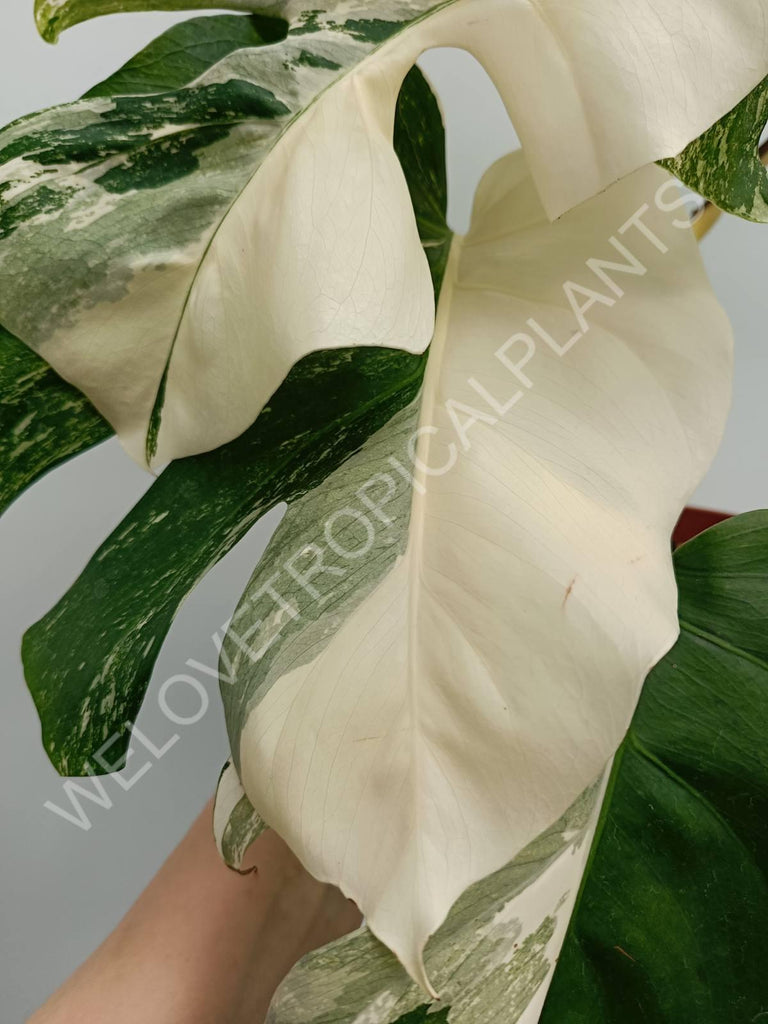 Monstera variegata albo fullmoon