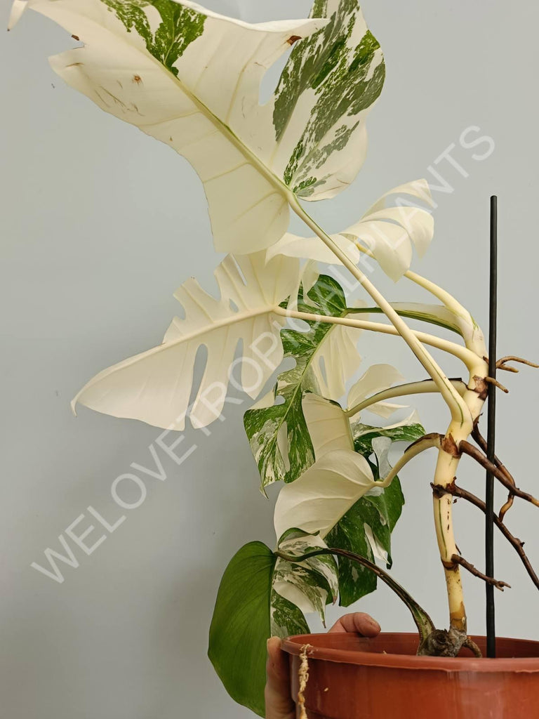 Monstera variegata albo fullmoon