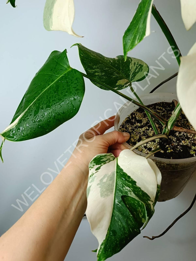 Monstera variegata albo