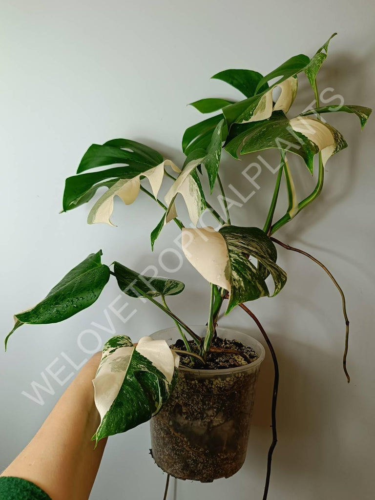 Monstera variegata albo