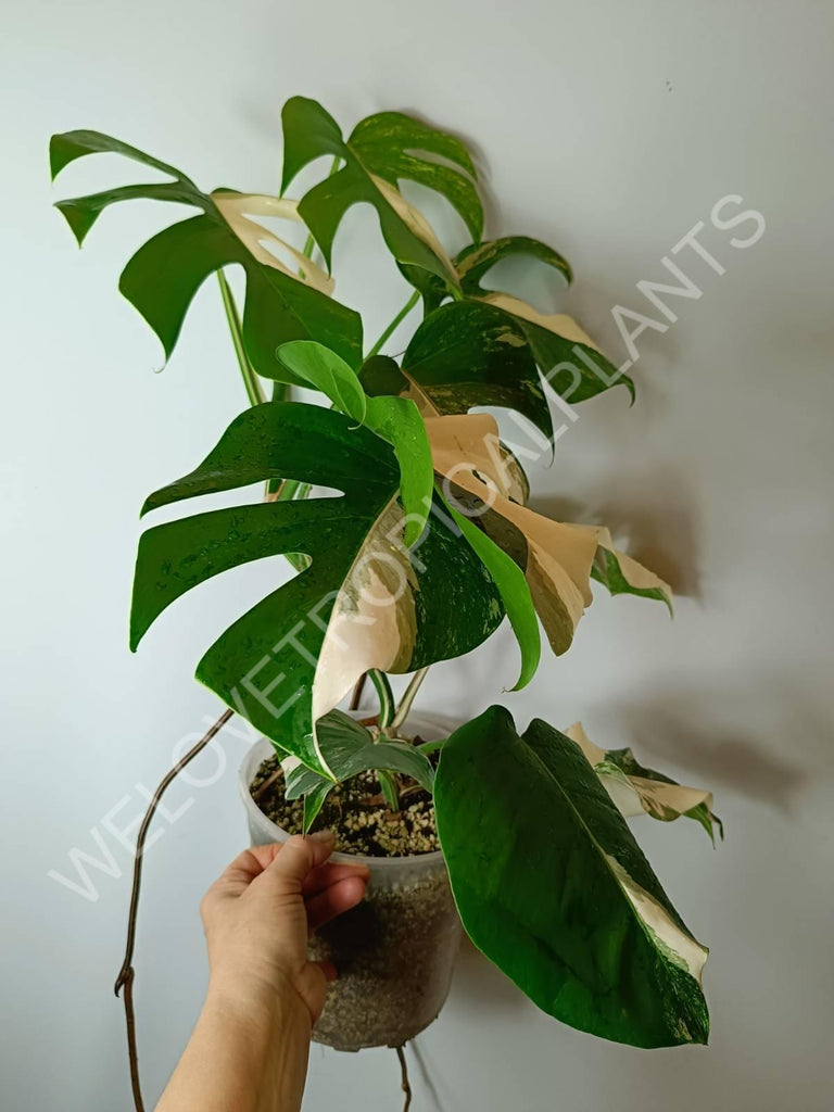 Monstera variegata albo