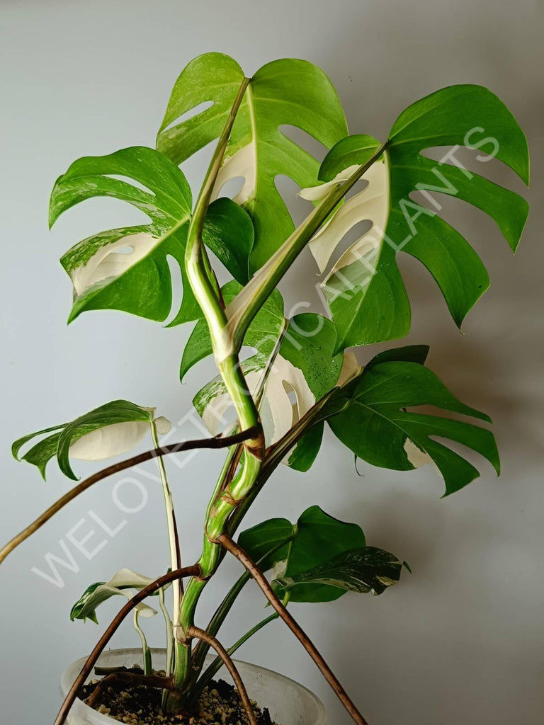 Monstera variegata albo