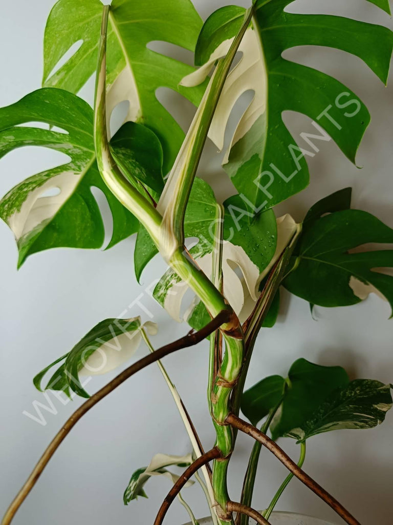 Monstera variegata albo