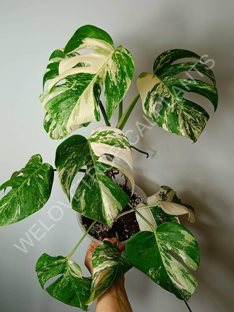 Monstera variegata albo