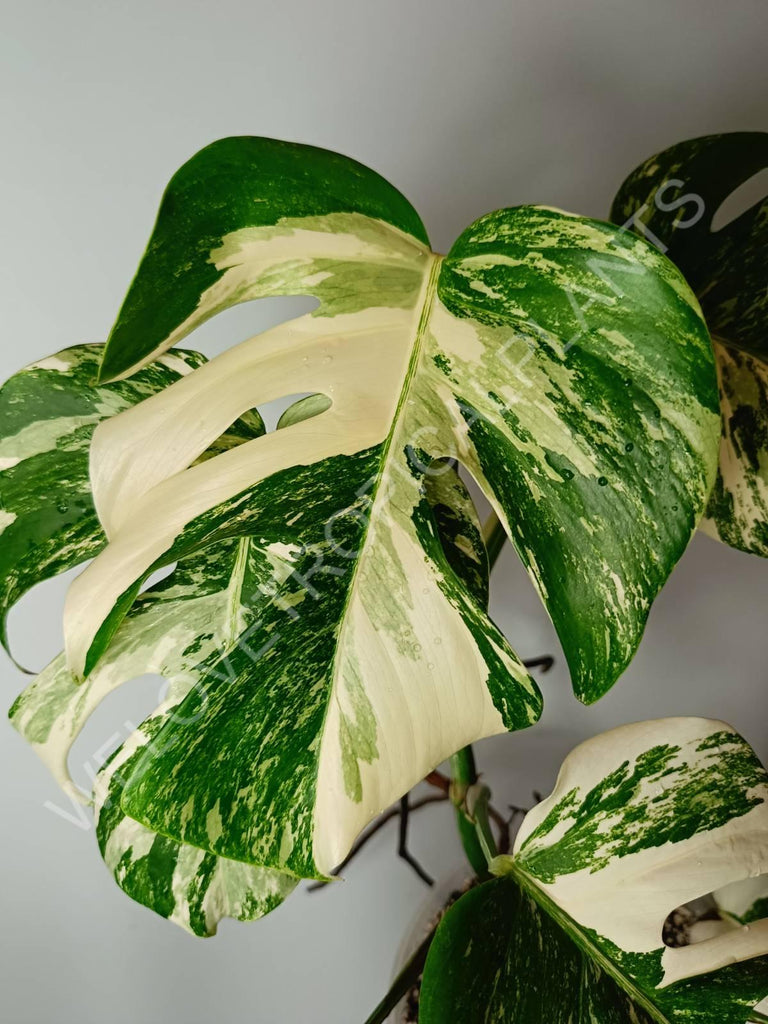 Monstera variegata albo