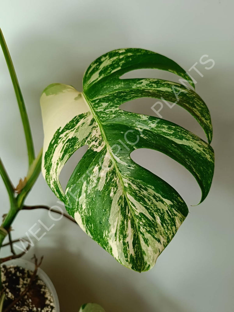 Monstera variegata albo