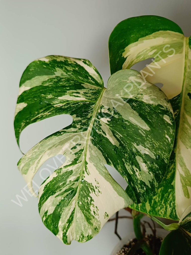 Monstera variegata albo