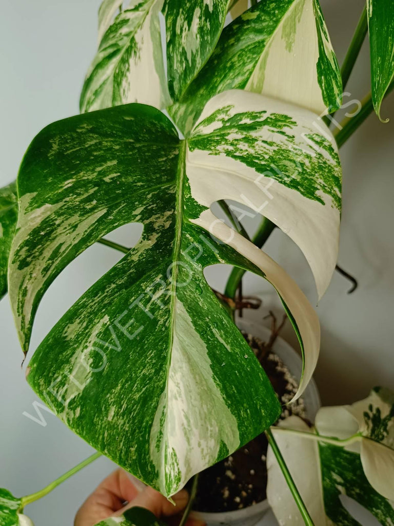 Monstera variegata albo