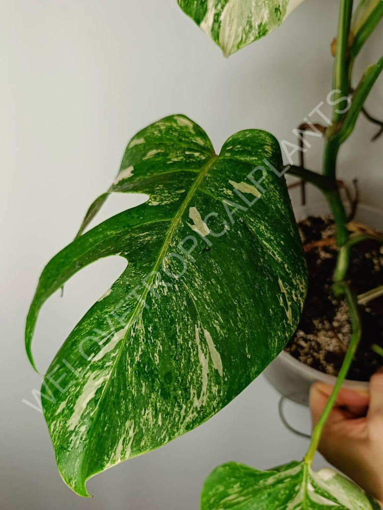 Monstera variegata albo