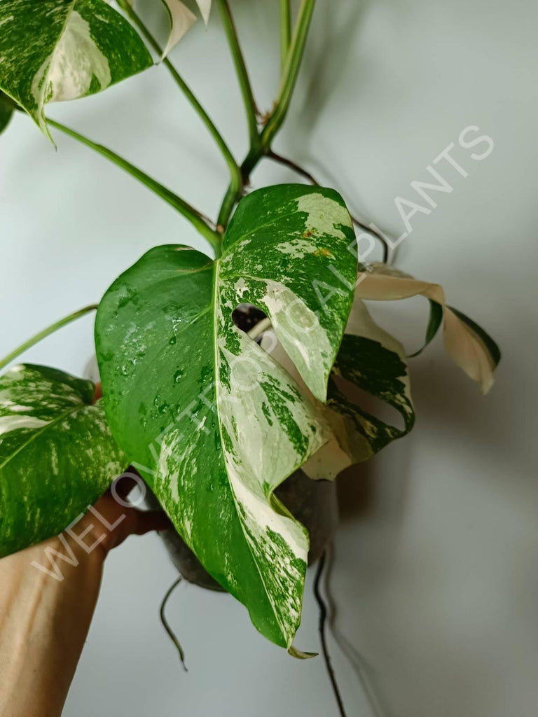 Monstera variegata albo