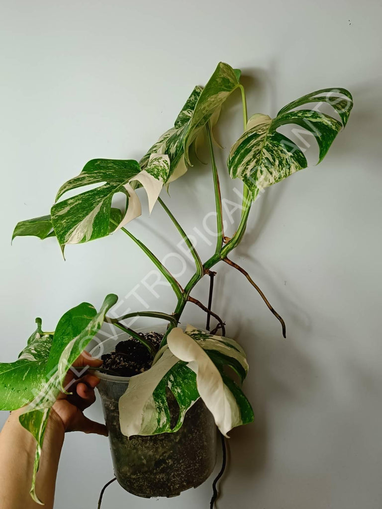 Monstera variegata albo