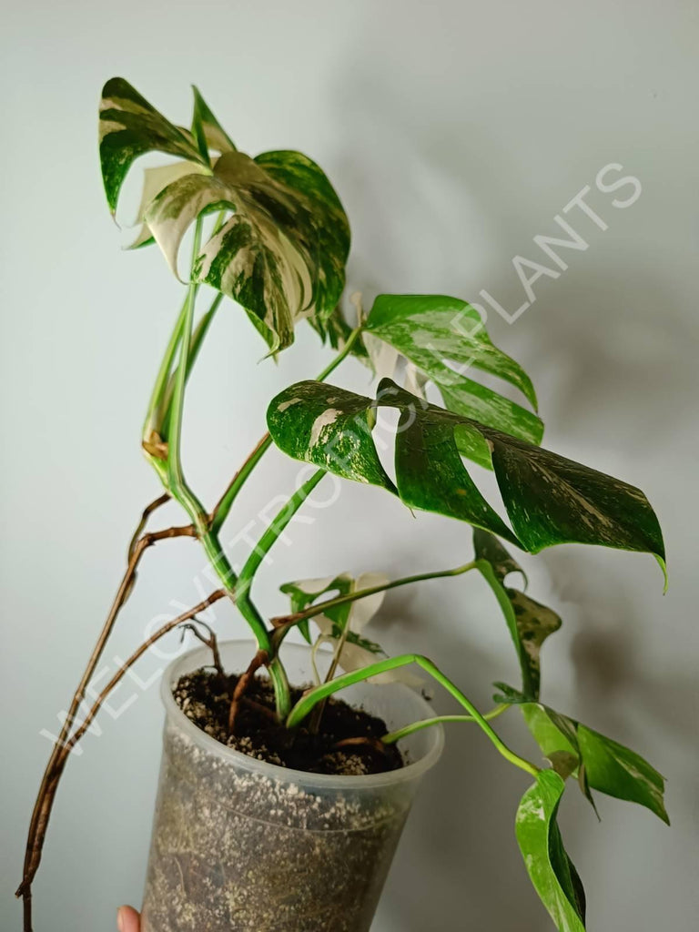 Monstera variegata albo