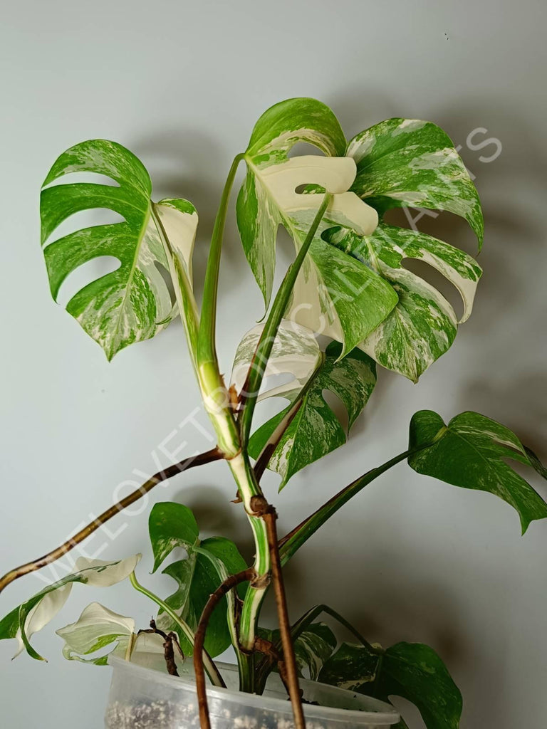 Monstera variegata albo