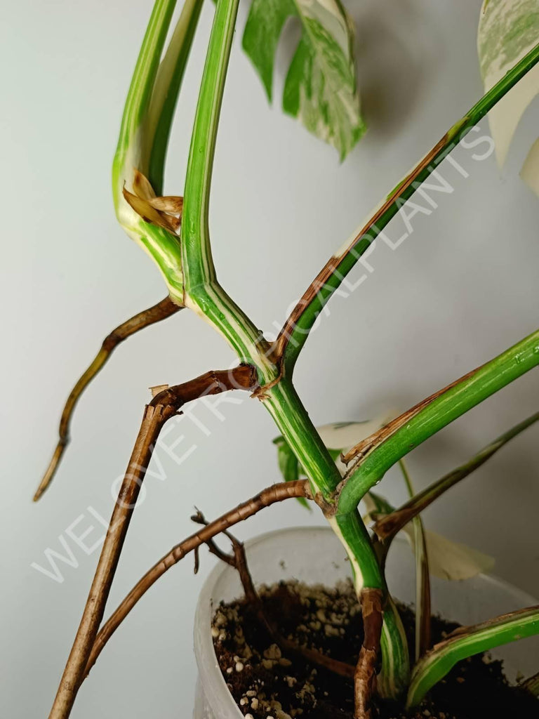 Monstera variegata albo