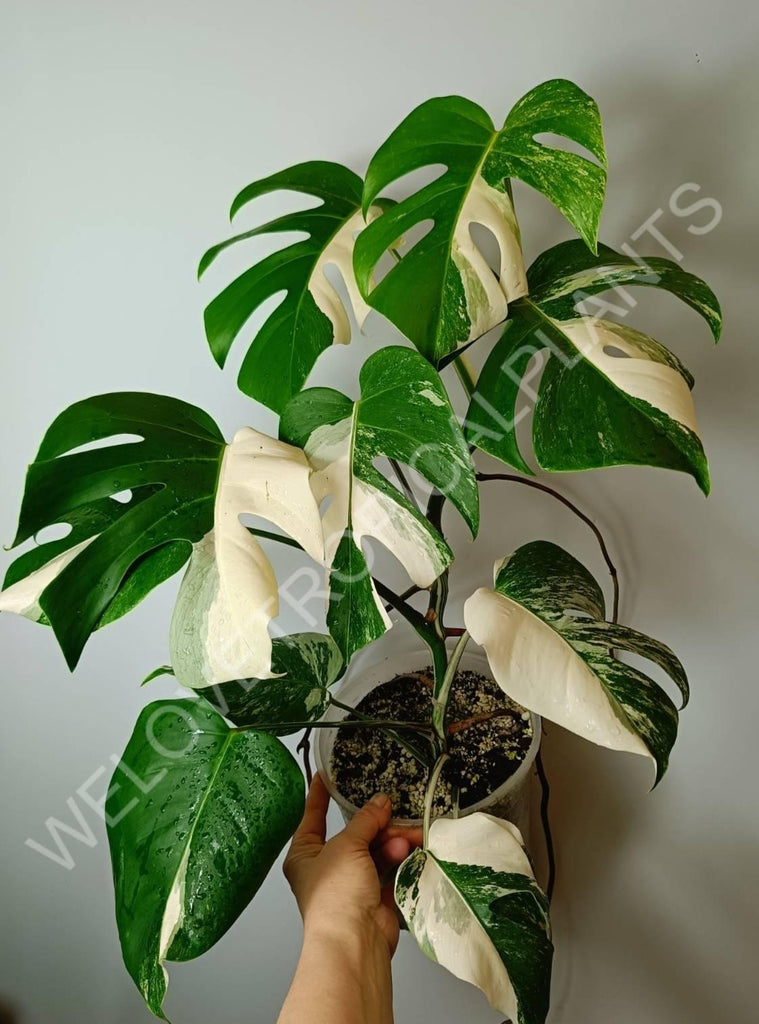 Monstera variegata albo