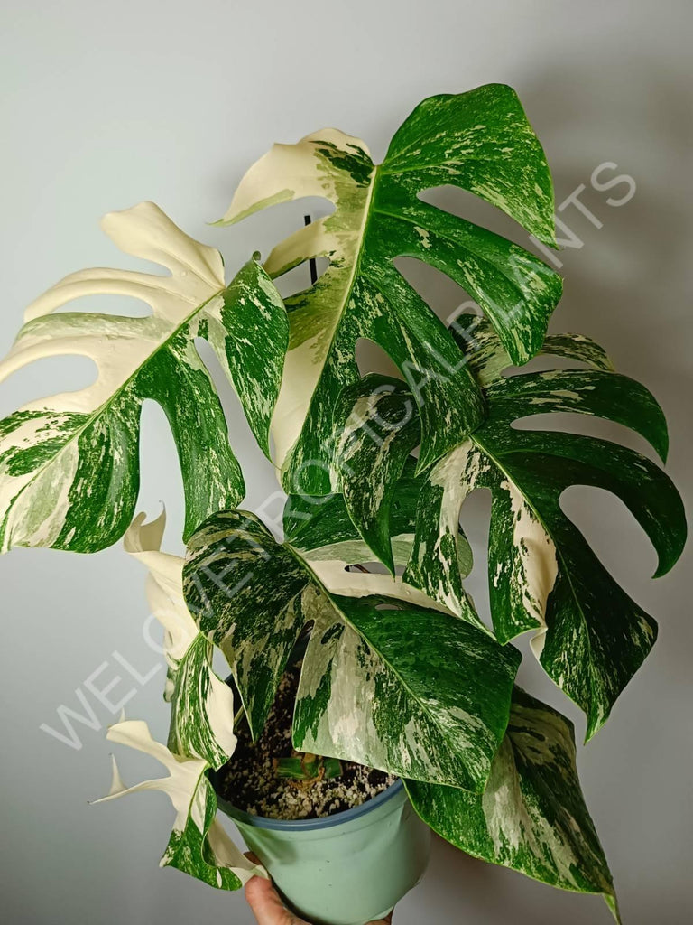 Monstera variegata albo