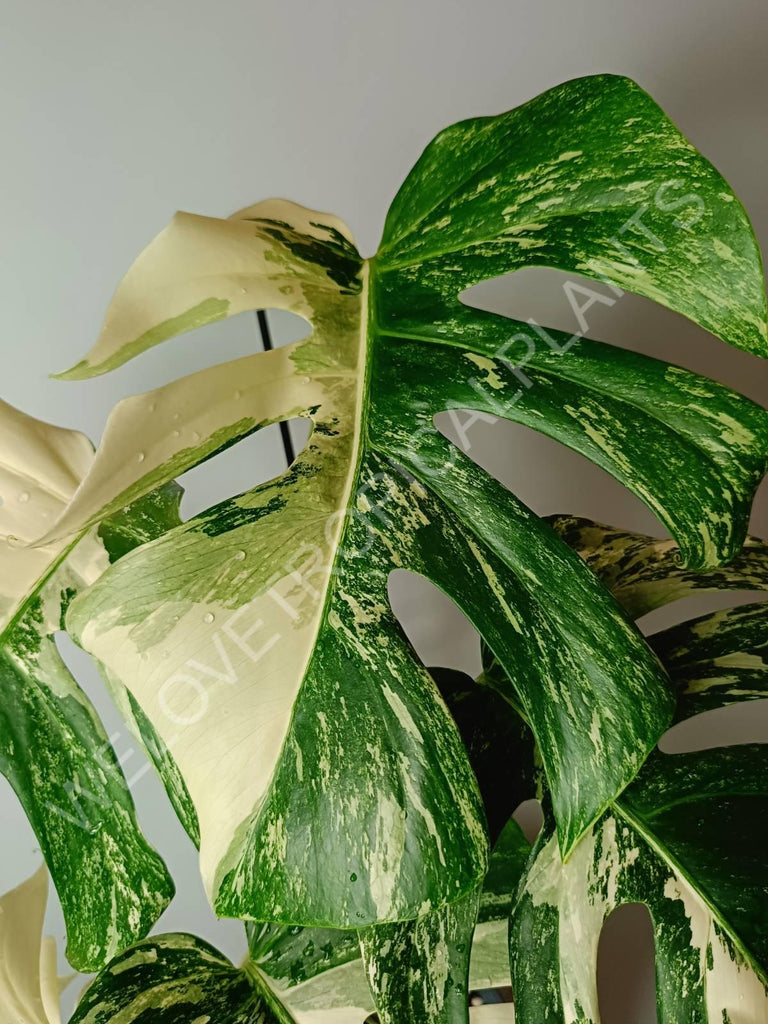 Monstera variegata albo