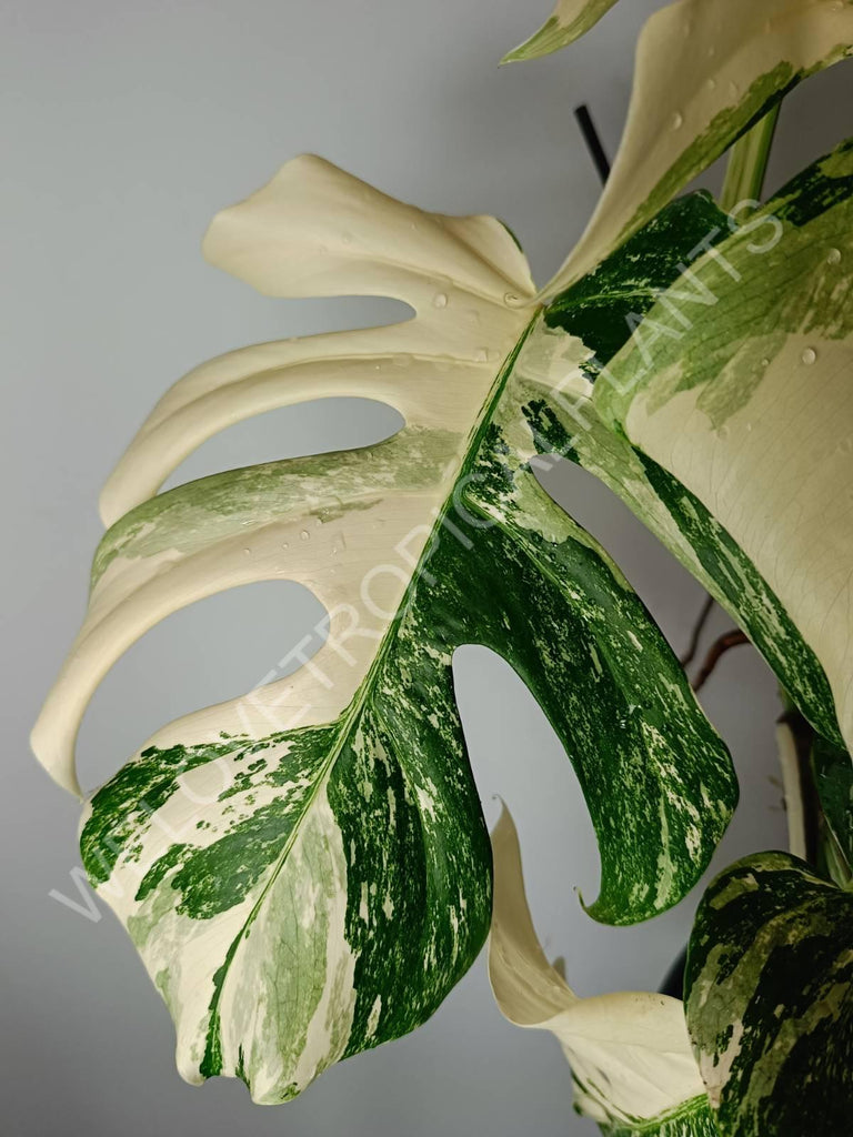 Monstera variegata albo