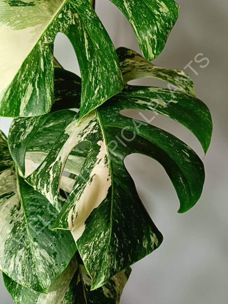 Monstera variegata albo