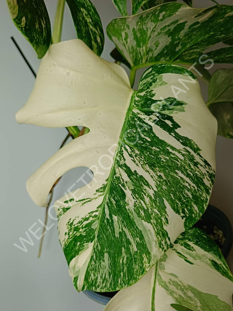 Monstera variegata albo