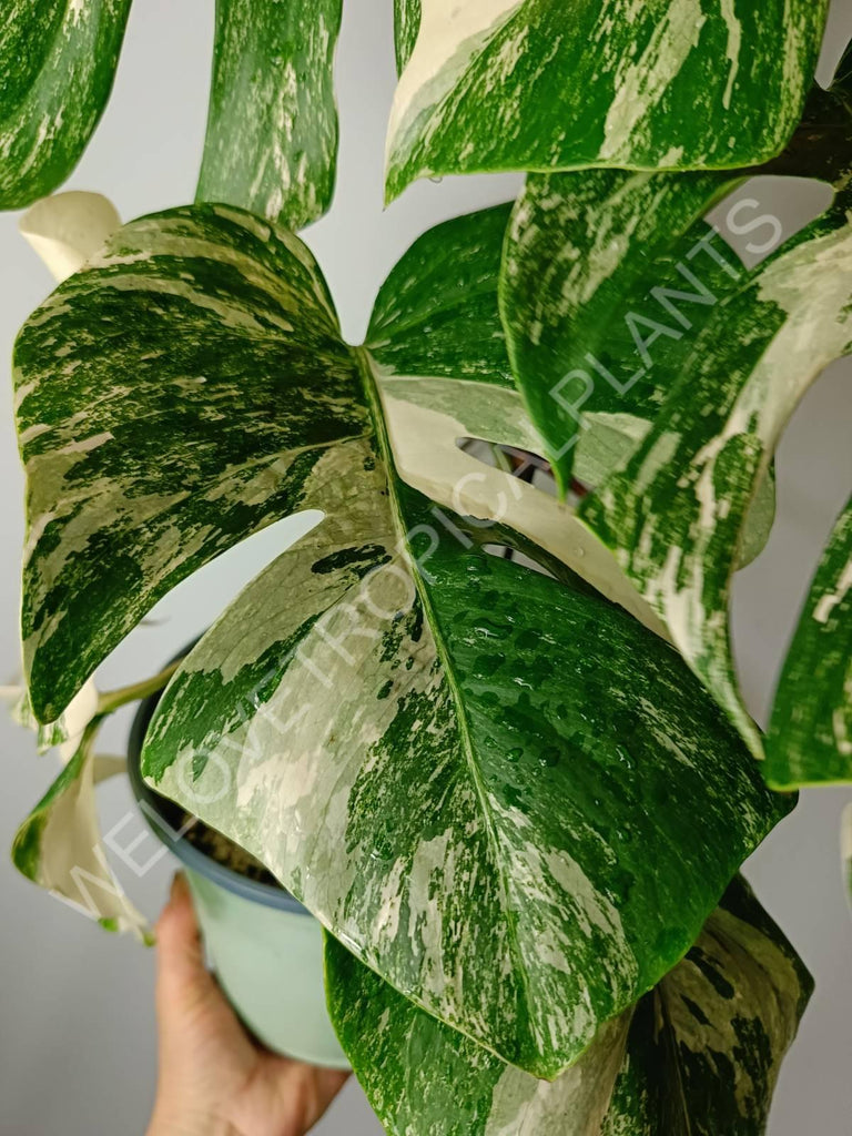 Monstera variegata albo