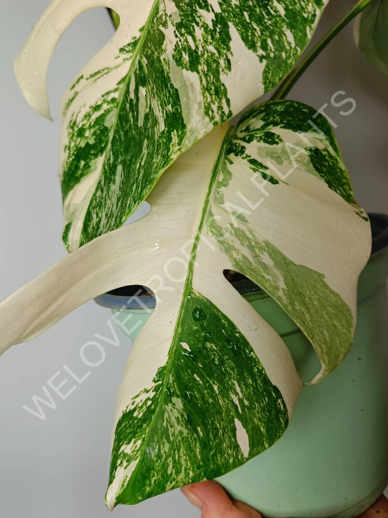 Monstera variegata albo