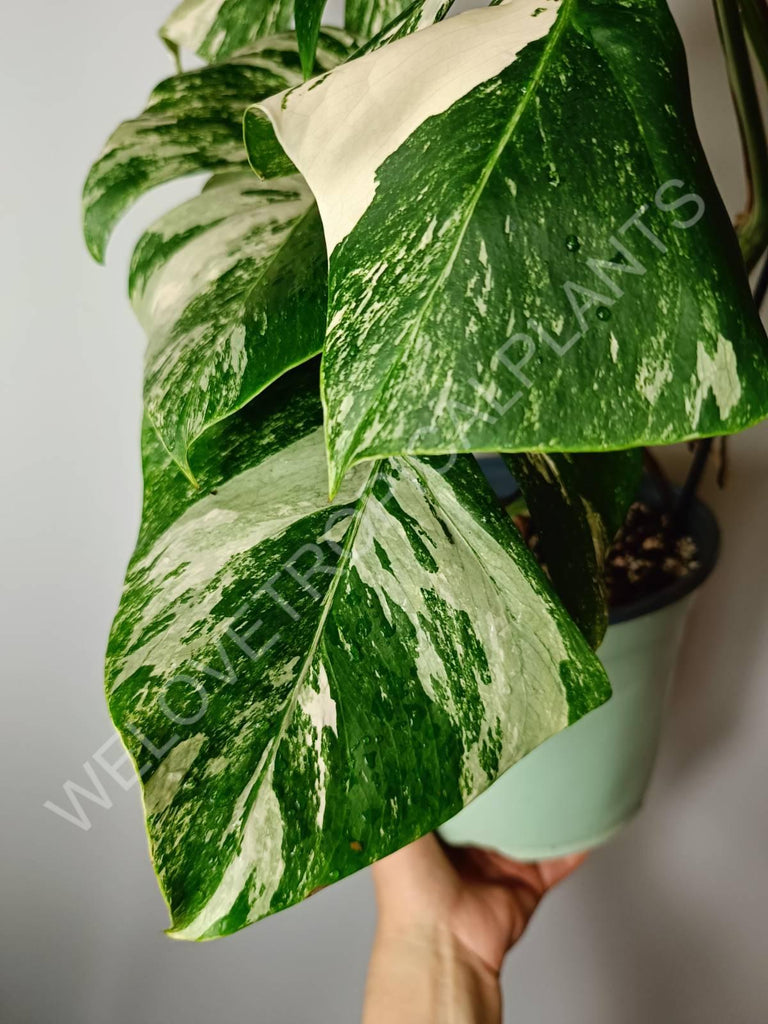 Monstera variegata albo