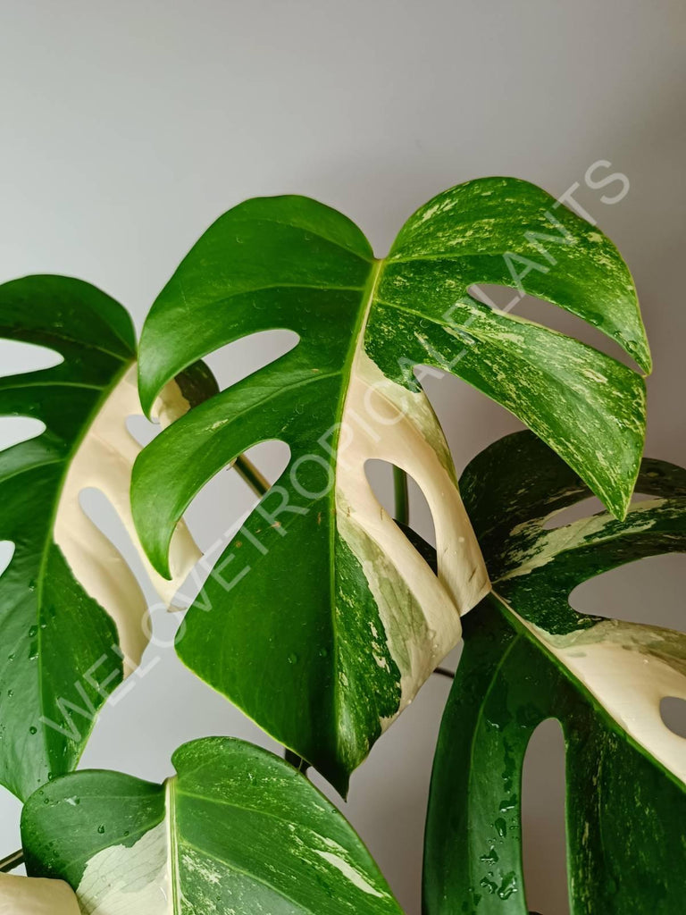 Monstera variegata albo