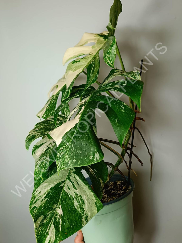 Monstera variegata albo