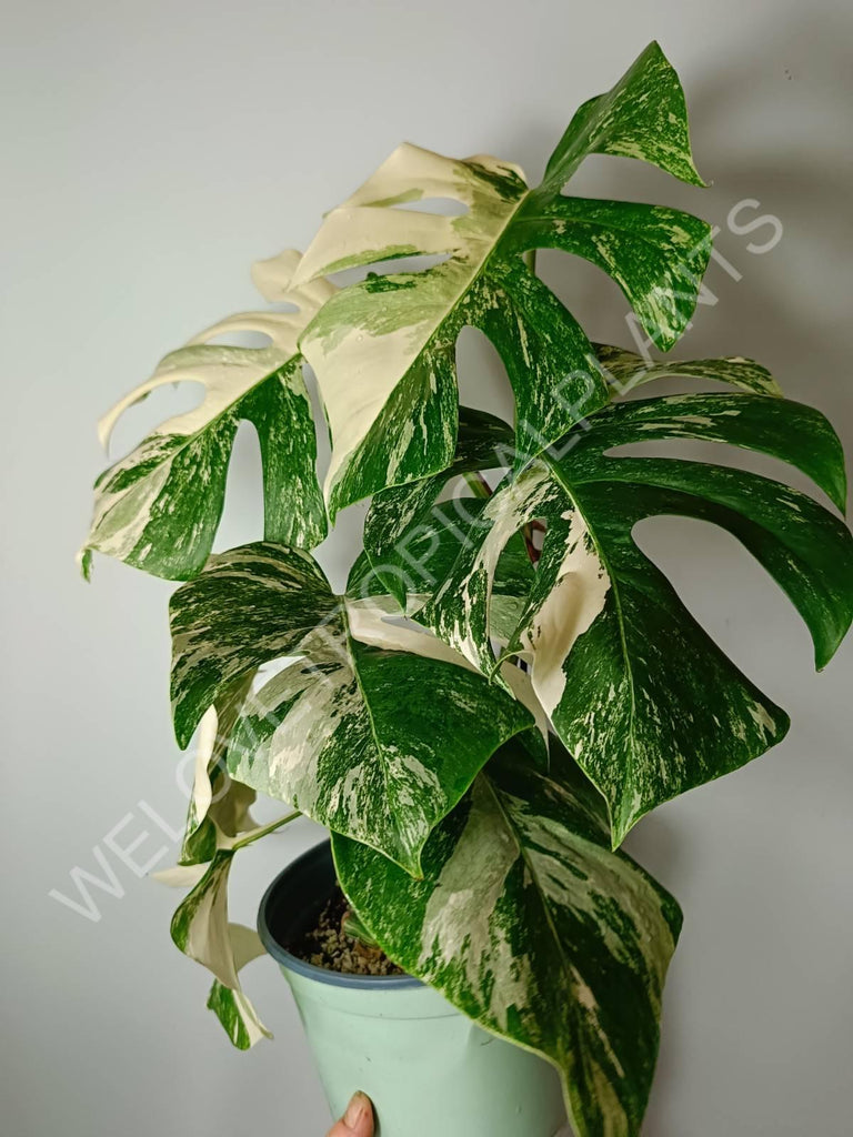 Monstera variegata albo