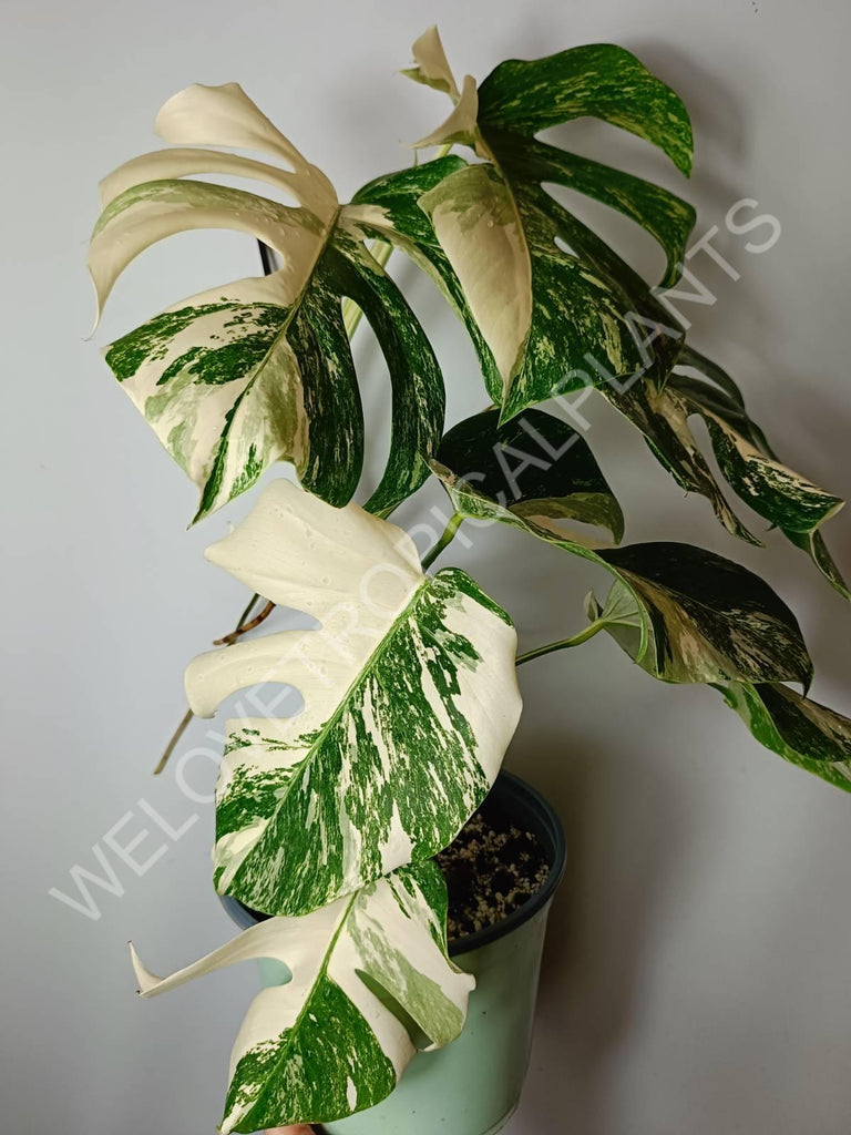 Monstera variegata albo